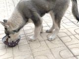 3 Aylik Orji̇nal Si̇bi̇rya Kurdu