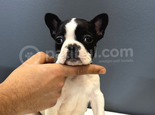 French Buldog Bebekler