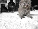 Showclass Lilac Oyuncu Minikler Sahiplerini Arıyor