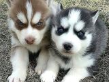 En Guzel Noel Hedi̇yesi̇ Her Renk Husky