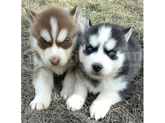 En Guzel Noel Hedi̇yesi̇ Her Renk Husky görsel
