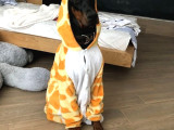 Mermi̇den Daha Etki̇li̇ Dobermanss
