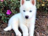 En Guzel Noel Hedi̇yesi̇ Her Renk Husky