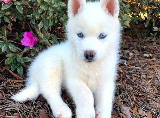 En Guzel Noel Hedi̇yesi̇ Her Renk Husky görsel