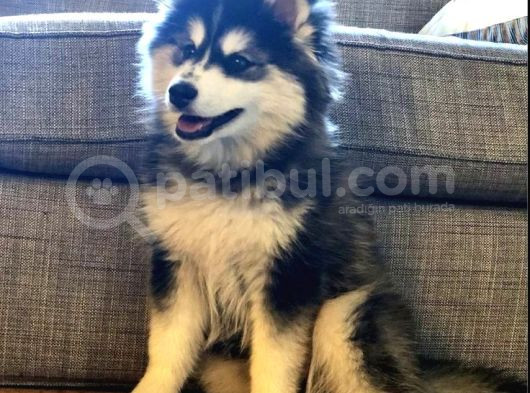 En Guzel Noel Hedi̇yesi̇ Her Renk Husky
