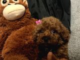 Teacup Poodle