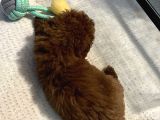 TEACUP POODLE