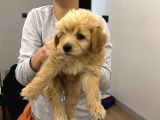 Çok Sevimli maltipoo