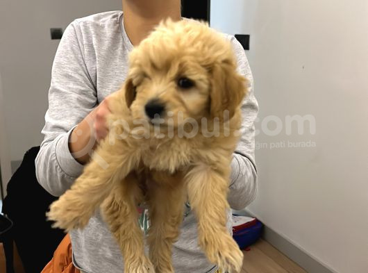Çok Sevimli Maltipoo