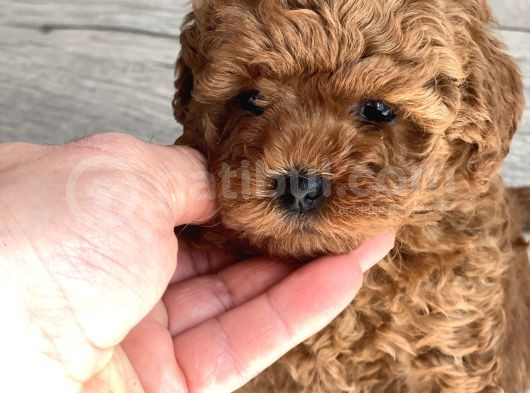 kore yavrular orjinal toy poodle adana