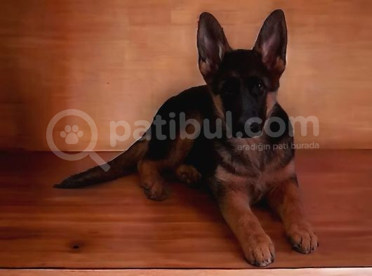 Üst Kalite Secereli 6 Aylık Koyu Maskeli Erkek Yavrumuz görsel