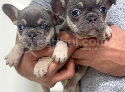 Mall Of İstanbul Vonalpten Özel Irk Frenchblue  Tan görsel