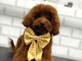 SECERELİ TOY POODLE