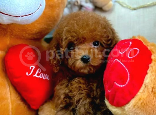Toy Poodle Mi̇ni̇kleri̇mi̇z görsel