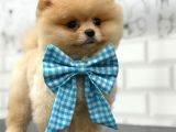 Teddy Bear Pomerani̇an Yavrular