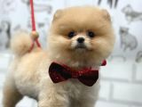 Teddy Bear Pomerani̇an Yavrular