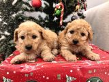 Maltipoo bebeklerim