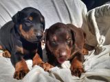 İri Yapılı Doberman Yavrular