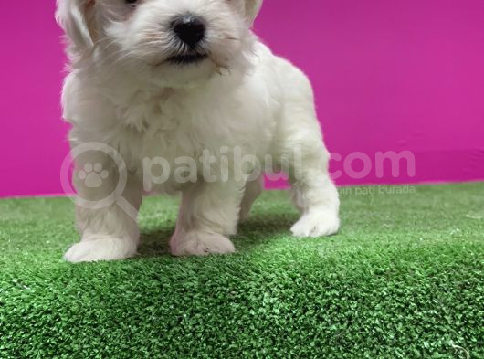 Maltese Terri̇er Yavru görsel
