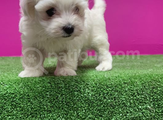 Maltese Terri̇er Yavru görsel