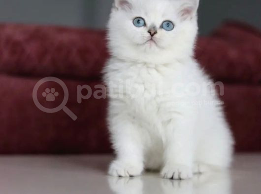 Mutluluk Verici Güzelliğiyle Silver British Short Hair görsel