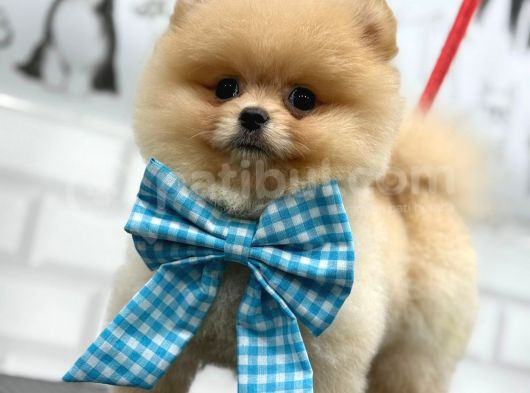 Teddy Bear Pomerani̇an Yavrular