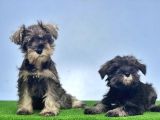 Schnauzer Yavru