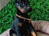 King Doberman Yavrularımız Sizlerle