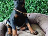 King Doberman Yavrularımız Sizlerle