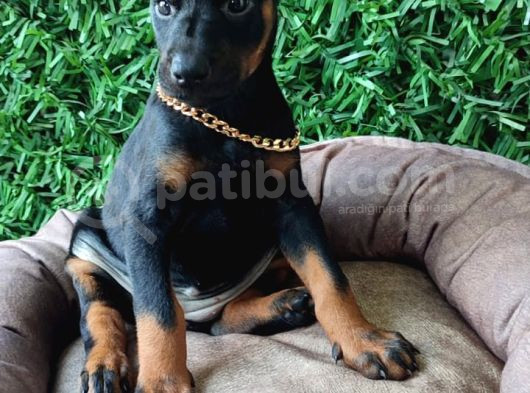 King Doberman Yavrularımız Sizlerle görsel