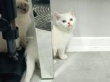 Aile Sıcaklığnda Büyüyen  Scottish Fold British Yvrlr