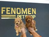 MİNİ MİNİ ORJİNAL MALTİPOO YAVRULARIMIZ mAĞAZAMIZDA