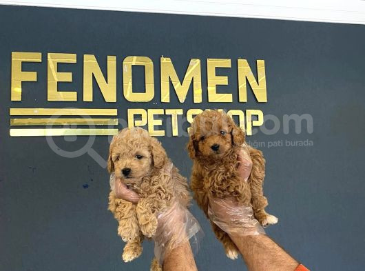 Mi̇ni̇ Mi̇ni̇ Orji̇nal Malti̇poo Yavrularimiz Mağazamizda