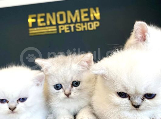 Renk Renk British Shorthair Yavrular Mağazamizda Görün görsel