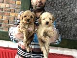 Mi̇ni̇ Mi̇ni̇ Orji̇nal Malti̇poo Yavrular Mağazamizda Görün
