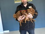 Mi̇ni̇ Mi̇ni̇ Orji̇nal Malti̇poo Yavrular Mağazamizda Görün