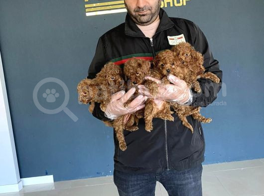 Mi̇ni̇ Mi̇ni̇ Orji̇nal Malti̇poo Yavrular Mağazamizda Görün görsel