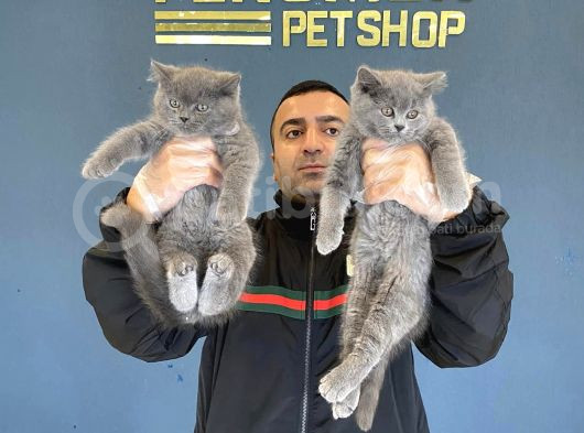 Renk Renk British Shorthair Yavrular Mağazamizda Görün görsel