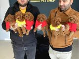 ORJİNAL TOY POODLE YAVRULAR MAĞAZAMIZDA CANLI GÖRÜN