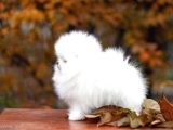 show class pomeranian boo yavrular heryere gönderilir
