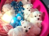 A Kalite Maltese Terrier Yavrularımız