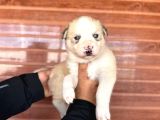 Masmavi Gözleriyle Husky Sibirya Kurdu Yavrularımız