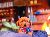 En akıllı apartman köpeği a SCRLİ ped eğitimli toy poodle