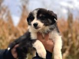 DUNYANİN EN ZEKİ IRKI BORDER COLLIE