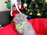 Scottish Fold Lilac Ve Gri Yavrular