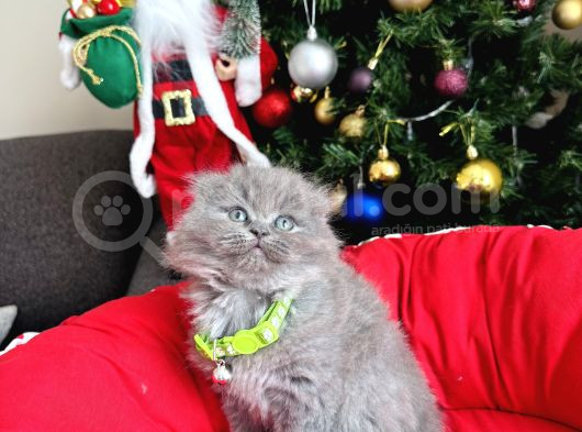 Scottish Fold Lilac Ve Gri Yavrular görsel