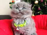 Scottish Fold Lilac Ve Gri Yavrular