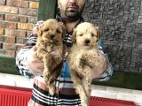MİNİ MİNİ ORJİNAL MALTİPOO YAVRULAR MAĞAZAMIZDA GÖRÜN