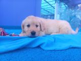 Bebek Yüzlü Beyaz Golden Retriever Yavrularımız
