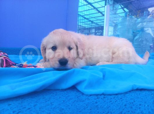 Bebek Yüzlü Beyaz Golden Retriever Yavrularımız görsel